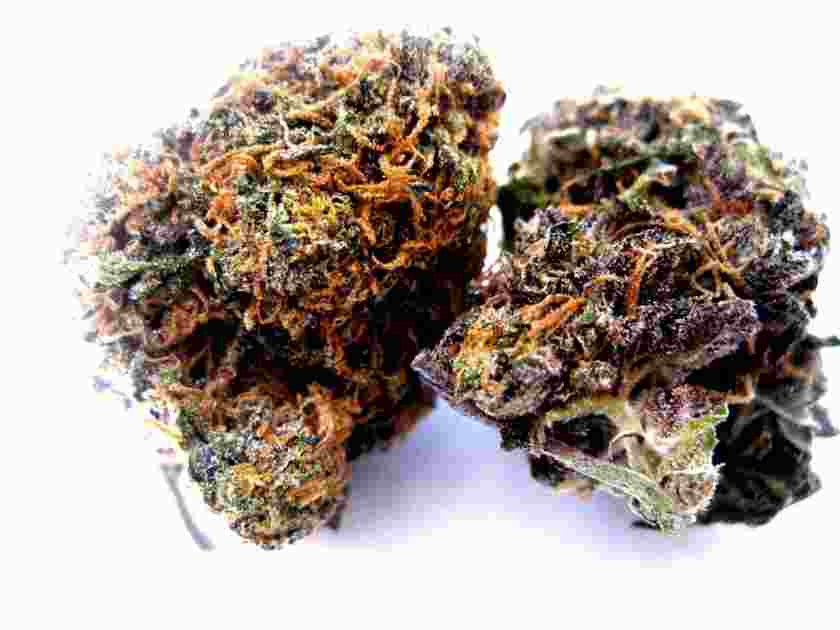 Jack Herer